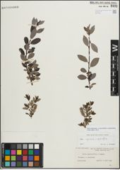 Foto von Salix myrsinifolia Salisb. x Salix phylicifolia L.